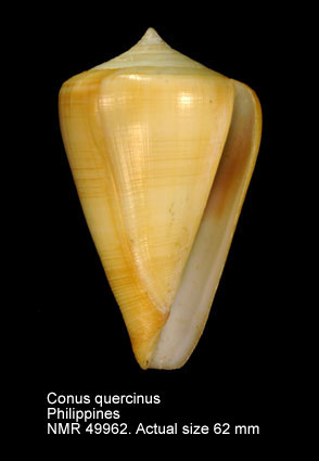 Conus quercinus.jpg - Conus quercinusLightfoot,1786